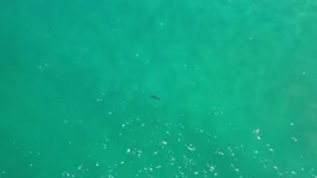 LOS CABOS MEXICO-2020: Deep Sea Fish Alone in Wild Ocean Sunlight