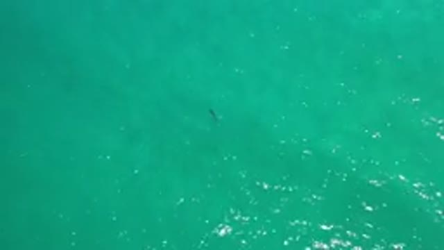 LOS CABOS MEXICO-2020: Water Waves Blue Fish Person Clear Sea Ocean Open Space