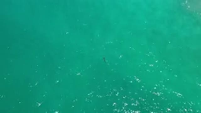 LOS CABOS MEXICO-2020: A Small Fish Swimming in Blue-Green Water
