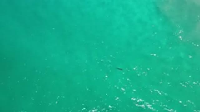 LOS CABOS MEXICO-2020: A View Of The Ocean With A Fish Swimming In The Middle