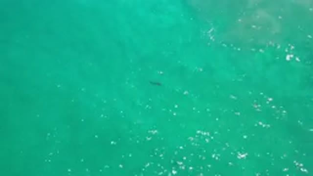 LOS CABOS MEXICO-2020: Lonely Fish Searching For Life
