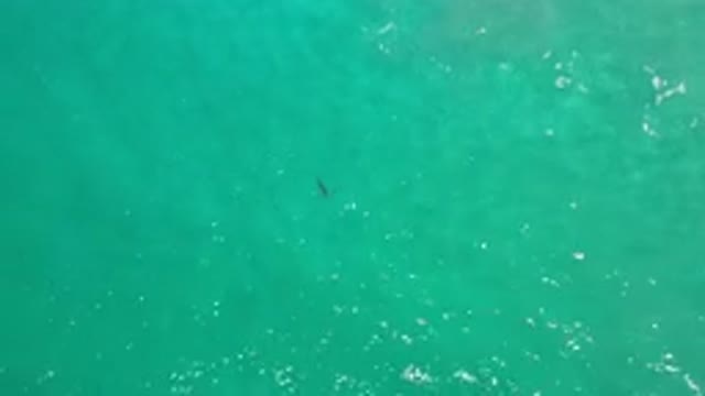 LOS CABOS MEXICO-2020: Single Lone Fish Swimming in Gorgeous Shiny Blue Ocean