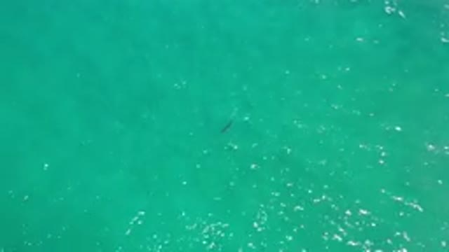 LOS CABOS MEXICO-2020: Aerial View From Above Showing Fish Swimming in Ocean