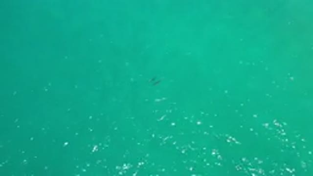 LOS CABOS MEXICO-2020: Fish Swimming In Clear Blue Green Water