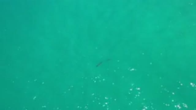 LOS CABOS MEXICO-2020: Top View Of A Green Deep Water Sea And Two Fish Swimming