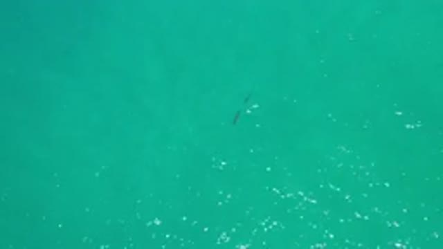 LOS CABOS MEXICO-2020: Fish Moving Underwater One Behind Another