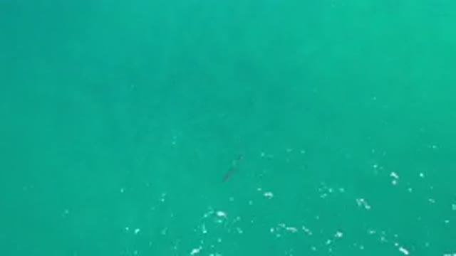 LOS CABOS MEXICO-2020: Two Fish or Whales Swimming Together Under the Ocean