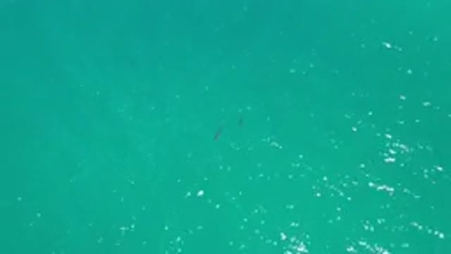 LOS CABOS MEXICO-2020: Aerial View Of The Ocean With Sharks Or Dolphins