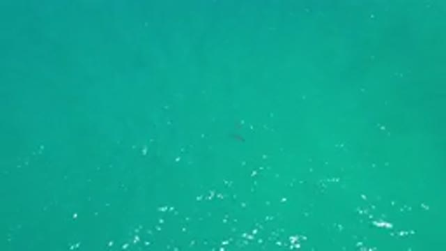 LOS CABOS MEXICO-2020: Green-Blue Shallow Water Two Small Fish Below The Surface