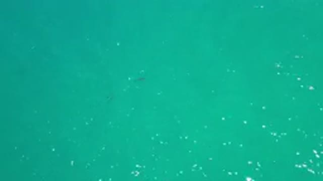 LOS CABOS MEXICO-2020: Child Swimming or Floating in Green Water