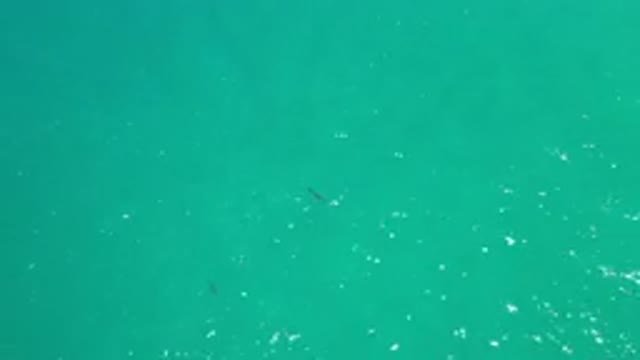 LOS CABOS MEXICO-2020: General View Of The Fish In The Water Which Is Very Calm