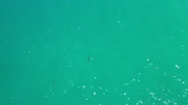 LOS CABOS MEXICO-2020: Two Fish Swim Together Under Crystal Clear Water