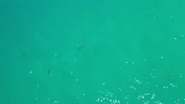 LOS CABOS MEXICO-2020: Fishes Moving Freely Underwater