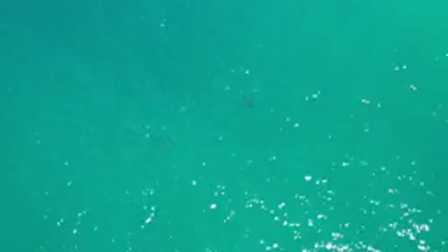LOS CABOS MEXICO-2020: Calm Day In The Sea With A Couple Fish Swimming On A