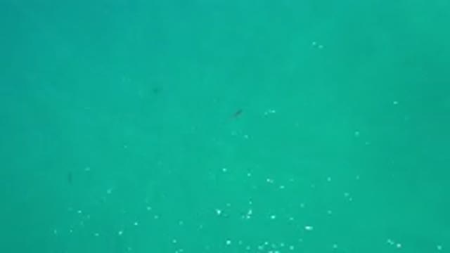 LOS CABOS MEXICO-2020: Beautiful Shiny Blue Ocean Waters With A Couple Fishes