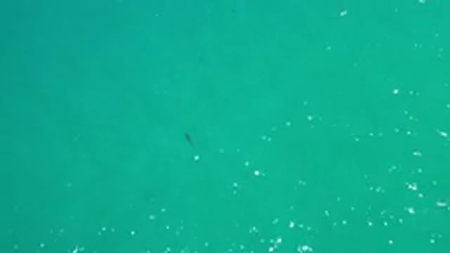 LOS CABOS MEXICO-2020: Emerald Clear Ocean Aerial View With Fish