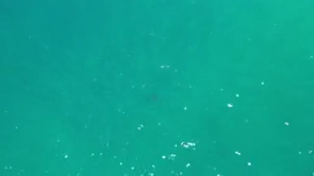 LOS CABOS MEXICO-2020: Top View Of Greenish Water And Two Fish Swimming In A