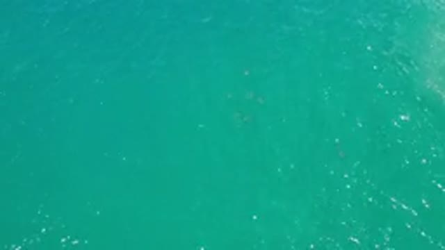 LOS CABOS MEXICO-2020: Green Sea Real Fishes Swimming