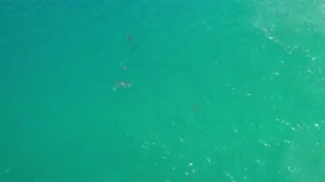 LOS CABOS MEXICO-2020: Aerial View Of Fish Moving In The Ocean On A Sunny Day In