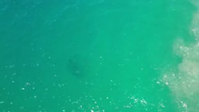 LOS CABOS MEXICO-2020: Top View Of A Deep Greenish Water And A School Of Fish