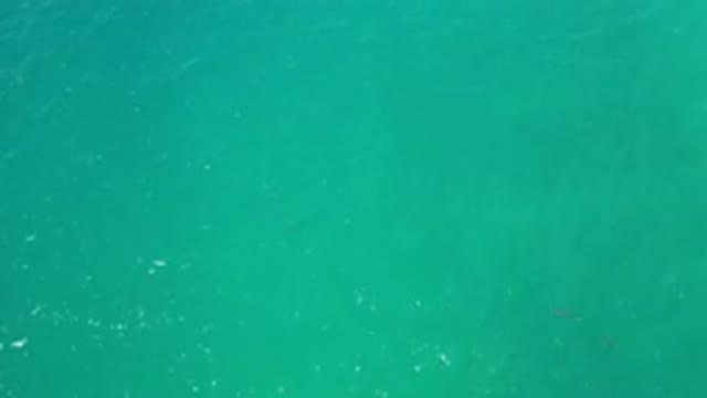 LOS CABOS MEXICO-2020: Aerial View Of Dolphins Playing In The Green Ocean