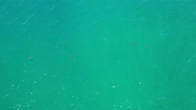 LOS CABOS MEXICO-2020: Water With Two Amazing Fishes