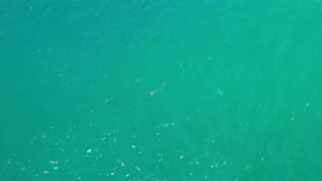 LOS CABOS MEXICO-2020: A Deep Calm And Green Sea Water With A Black Spot