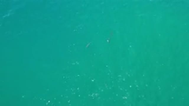 LOS CABOS MEXICO-2020: Top View Of Deep Green Sea Water And Something Moving