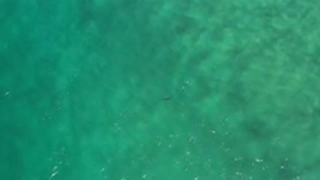 LOS CABOS MEXICO-2020: A Lone Fish Casts A Shadow Underneath Calm Beautiful Water