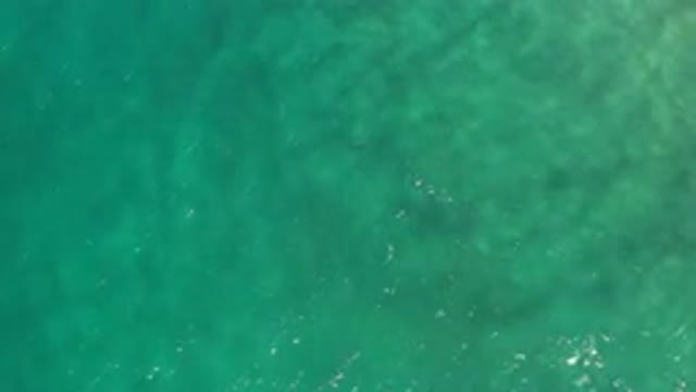LOS CABOS MEXICO-2020: Single Fish Swimming Through Shiny Green Ocean Water