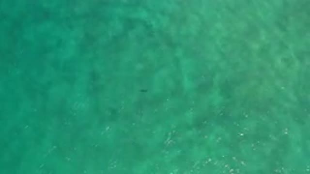 LOS CABOS MEXICO-2020: Wildlife Swimming In The Shallow Waters Of Los Cabos