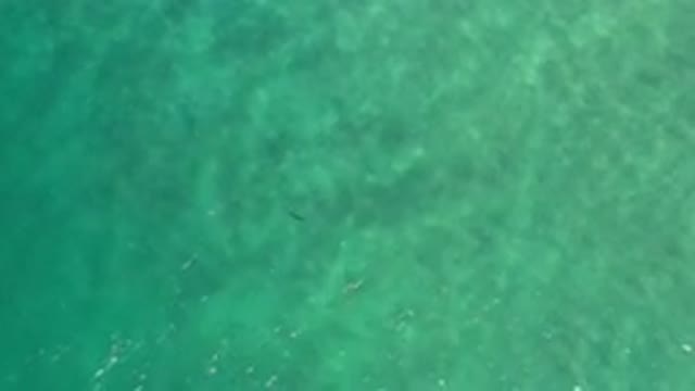 LOS CABOS MEXICO-2020: Oceanic Waves With A Lone Shark On A Sunny Day