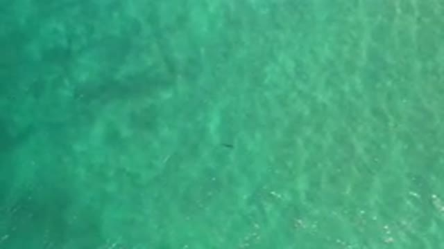 LOS CABOS MEXICO-2020: Sky View Of A Fish Under The Greenish Water