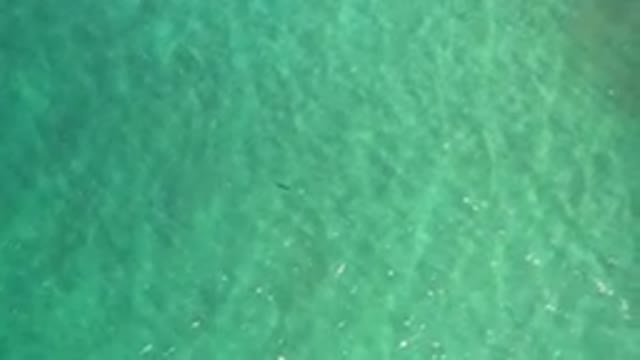 LOS CABOS MEXICO-2020: The Big Ocean Has A Ripple Effect That Has A Fish