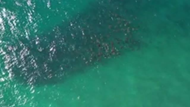 LOS CABOS MEXICO-2020: Group Of Swimmers In Calm Ocean Near Mexico Clear Green