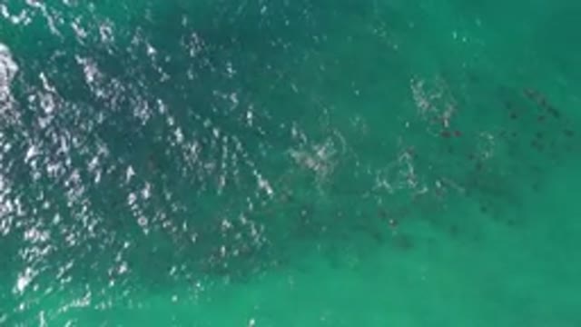 LOS CABOS MEXICO-2020: A Small School Of Fish Swimming In The Sea