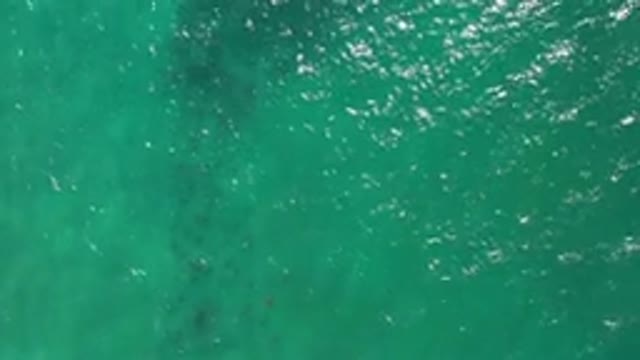LOS CABOS MEXICO-2020: Top View Of A Greenish Water And A School Of Fish