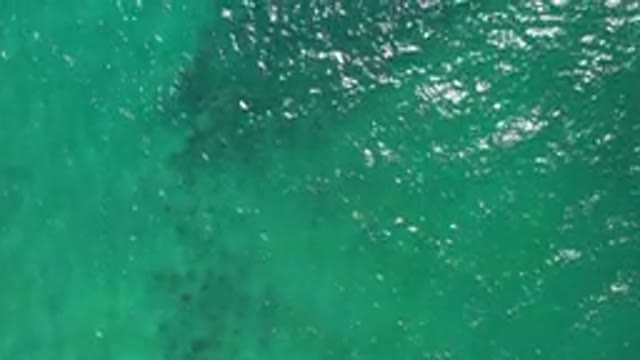 LOS CABOS MEXICO-2020: Sea Life Swimming In A School In The Calm Green Ocean