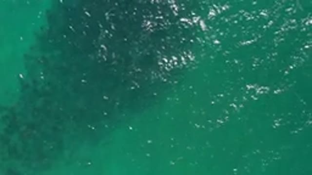 LOS CABOS MEXICO-2020: Green Sea View With Calm Waves and Person Swimming