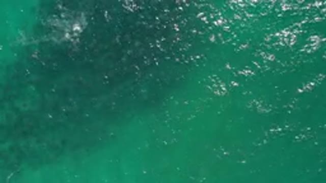 LOS CABOS MEXICO-2020: Top View Of A Deep Sea And A School Of Fish Moving And