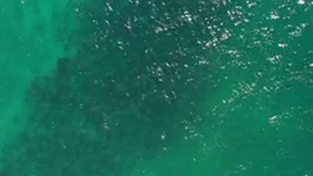 LOS CABOS MEXICO-2020: A Big School Of Fish Spotted Swimming Freely Under The
