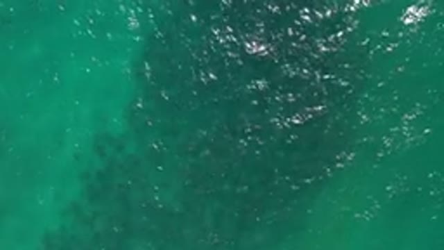 LOS CABOS MEXICO-2020: Clear Water Reveals Green Seabed in Ocean