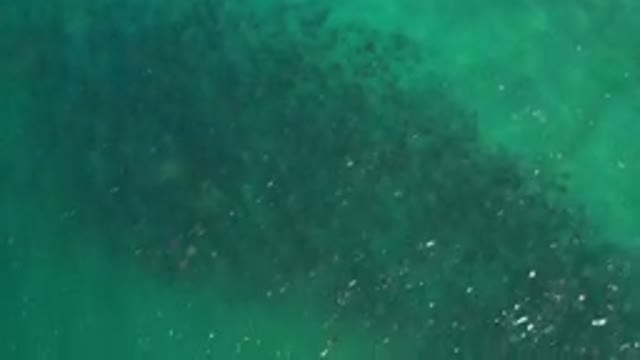 LOS CABOS MEXICO-2020: A Top View Of A Big School Of Fish Under The Greenish Water
