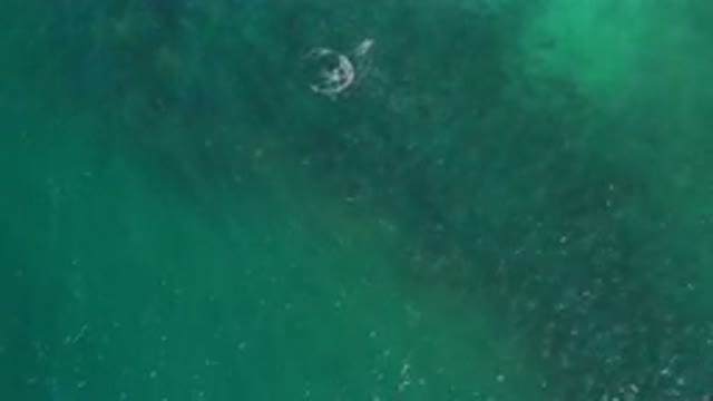 LOS CABOS MEXICO-2020: Something Splashing in Green Waves in the Ocean