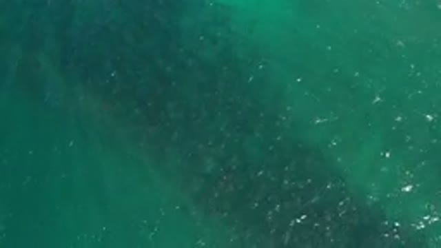 LOS CABOS MEXICO-2020: Deep Green Gentle Sea Water And A Huge School Of Fish
