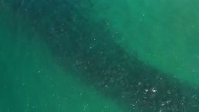 LOS CABOS MEXICO-2020: Top View Of A Green Deep Water And A Long Wide Queue Of