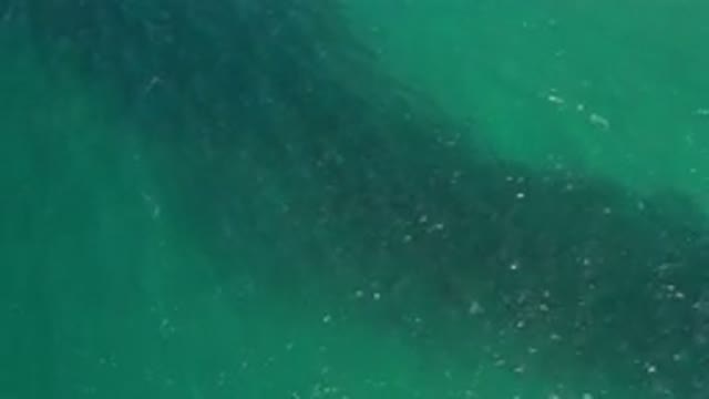 LOS CABOS MEXICO-2020: Beautiful School Of Fish Strolling Through Shallow Water