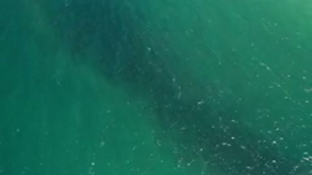 LOS CABOS MEXICO-2020: Whale Captured On Camera Resting Under The Sea