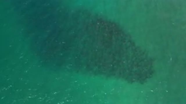 LOS CABOS MEXICO-2020: School Of Fish In Shallow Water Beautiful To See A