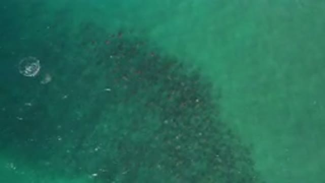 LOS CABOS MEXICO-2020: Group Of Swimmers Or Sea Life Below The Green Calm Water